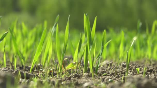 Mudas de centeio crescendo no campo agrícola na primavera Macro . — Vídeo de Stock
