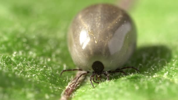 Mite full of blood crawling along a green leaf — Stock video