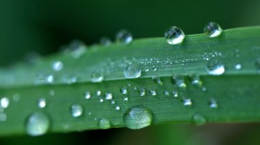 Baharın erken saatlerinde yeşil çimenlerin üzerine çiy damlaları düşer.
