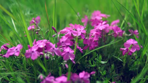 Flores florescentes de cravo rosa balançando na macro vento — Vídeo de Stock