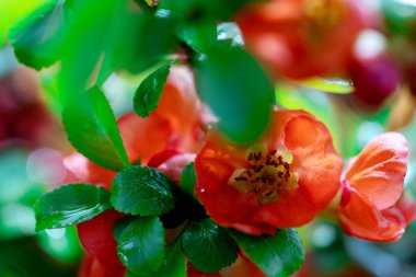 Güzel Japon ayva çiçekleri baharda bahçede çiçek açıyor.