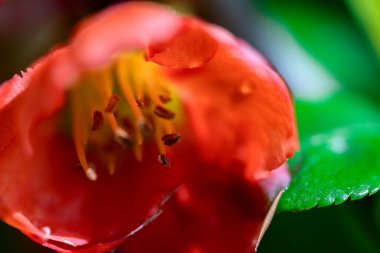 Baharda bahçede açan Japon ayva çiçeklerinin makro fotoğrafı.