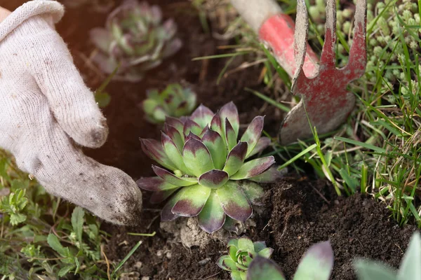 Χέρι Φορώντας Ένα Προστατευτικό Γάντι Κήπου Φυτεύει Ένα Λουλούδι Sempervivum — Φωτογραφία Αρχείου