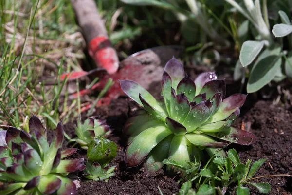 Sempervivum Цветок Посаженный Цветнике Красной Мотыгой Лежащей Рядом Растением Саду — стоковое фото