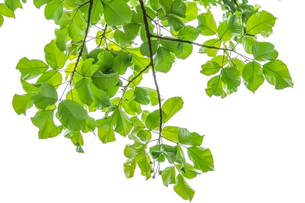 Folhas Verdes Fundo Branco — Fotografia de Stock