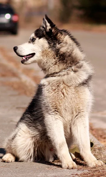 Porträtt av en huskyhund — Stockfoto