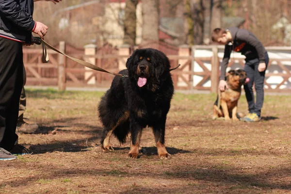 Černý pes newfoundland v lekci výcviku — Stock fotografie