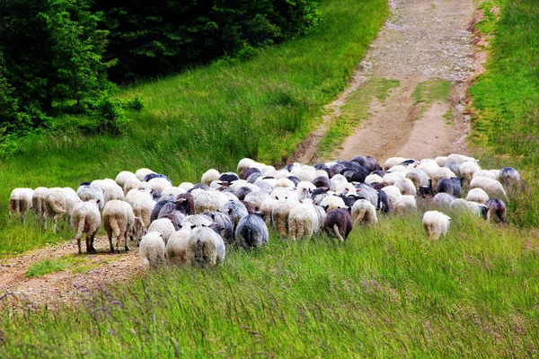 Herd of sheep running — Stock Photo, Image