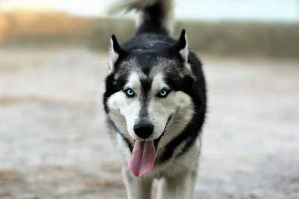 Gassigehender Husky-Hund — Stockfoto