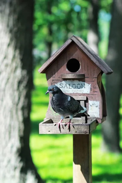 DIY, criativo feito à mão casa de pássaro de madeira / alimentador de pássaros com um pombo, de pé em um pólo — Fotografia de Stock