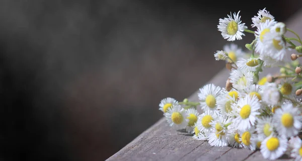 Bouquet of field chamomiles on old wooden table against black background with beams of light and floating dust — Stock Photo, Image