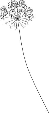 Vektör Havuç çiçek el çekilmiş