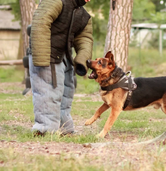Entrenadores de perros en trajes de mordida k9 en acción — Foto de Stock