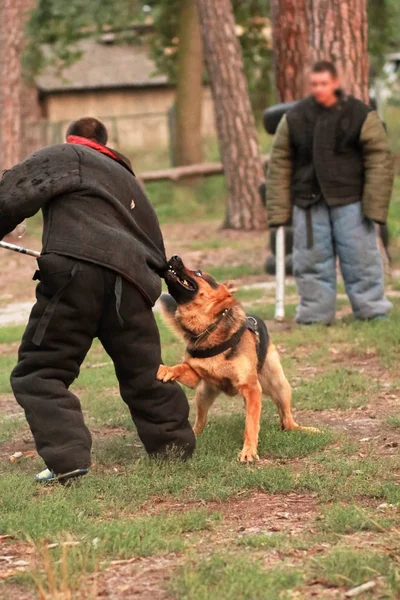 Собаки тренери в костюмах укусу k9 в дії — стокове фото