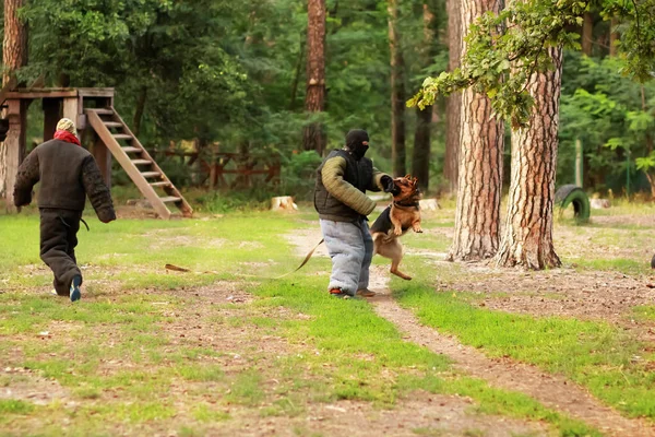 Entrenadores de perros en trajes de mordida k9 en acción. Clase de entrenamiento para un perro pastor alemán . — Foto de Stock