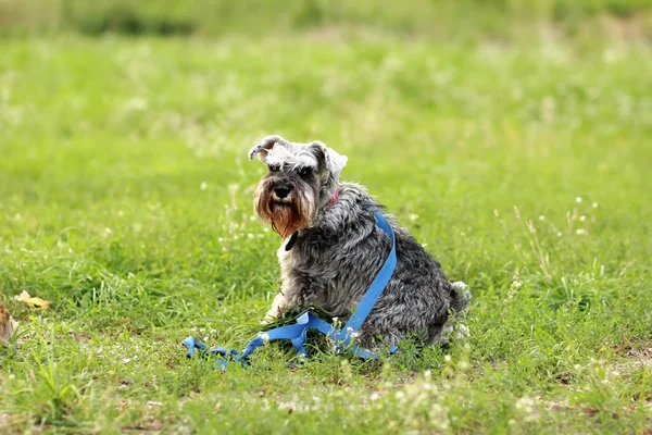 De cerca retrato de un perro chico pimienta, el schnauzer miniatura, en el prado verde de verano . — Foto de Stock