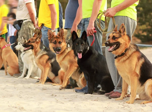 Cani al guinzaglio accanto ai loro proprietari alla mostra del cane — Foto Stock