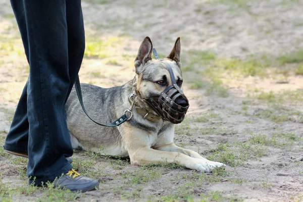 German shepherd dog  wearing a muzzle, on a leash next to its owner