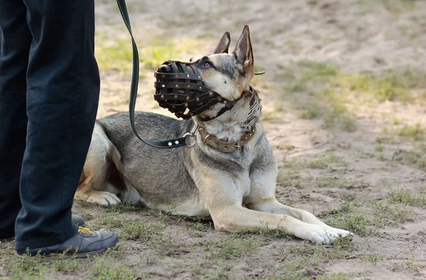 German shepherd dog wearing a muzzle, on a leash, looking at its owner