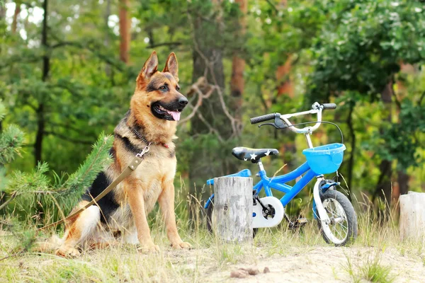 German shepherd dog sitting and guarding a little children blue bicycle outdoors — Stock Photo, Image