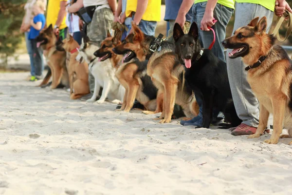 Perros con correas junto a sus dueños en la exposición del perro — Foto de Stock