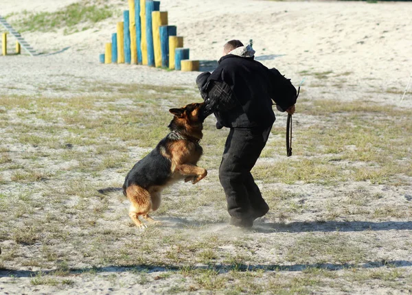 Treinador de cães em k9 terno de mordida em ação. Aula de treinamento para um cão pastor alemão . — Fotografia de Stock
