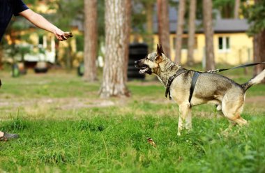 Köpek sahibi aç genç Alman çoban köpeğini onun dilini çıkarmış bir et parçası veriyor