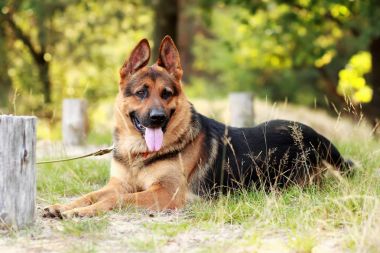Mutlu genç Alman çoban köpek çim üzerinde yalan dışarı onun dil ile 