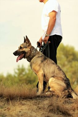Onun dilini çıkarmış oturma parkta beyaz t-shirt onun sahibi yanında mutlu genç Alman çoban köpeği. Mesafe içine arıyorum