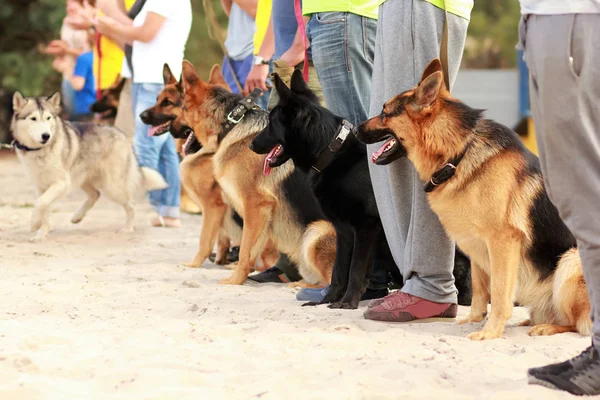 Fila de perros pastores alemanes con correas en la exposición del perro viendo salir al perro husky — Foto de Stock