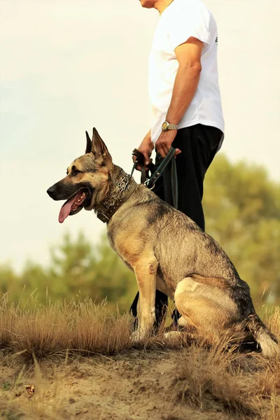 Happy young german shepherd dog with its tongue out  sitting next to its owner in white t-shirt in the park. Looking into the distance — Stock Photo, Image