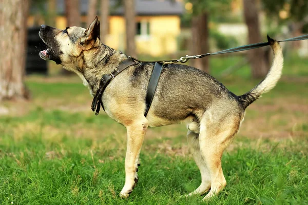 Happy young german shepherd dog barking and spitting on the grass in the forest. — Stock Photo, Image