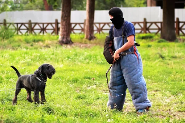 Entrenador de perros en traje de mordisco en acción. Clase de entrenamiento en el patio para el perro schnauzer gigante — Foto de Stock