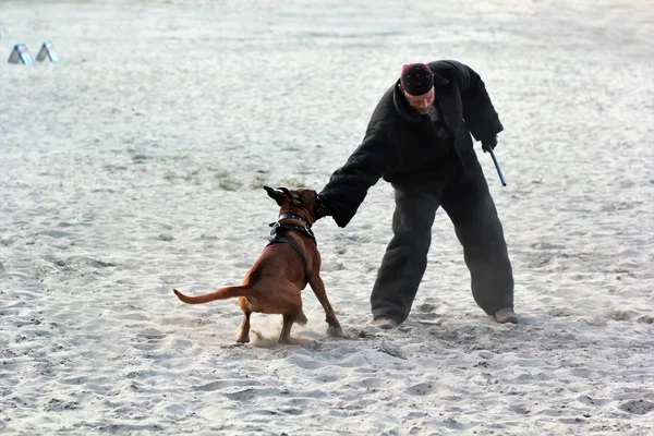 Entrenador de perros en traje de mordida k9 en acción. Clase de entrenamiento en el patio para el perro boxeador . — Foto de Stock
