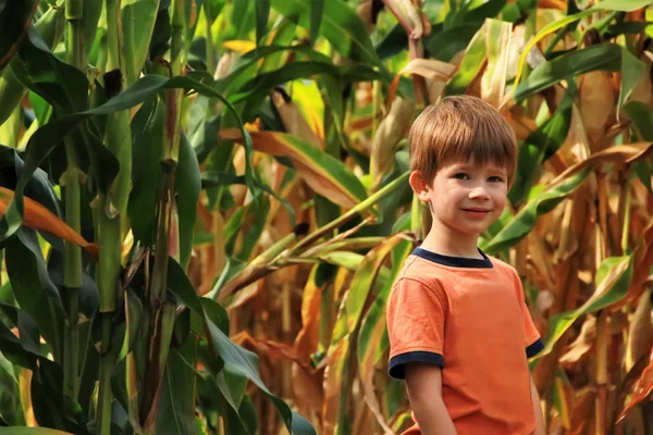 Pojke som står i fältet för att torka majs en solig höstdag — Stockfoto