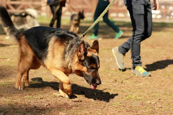 Utbildning för en K9 detektiv Schäfer. Doft utbildning och söka efter ett spår — Stockfoto