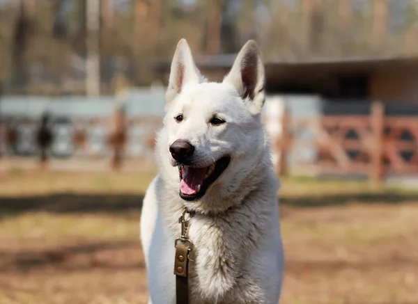 Porträtt av en lycklig vit swiss shepherd hund med tungan ut utomhus på en promenad i parken hösten — Stockfoto