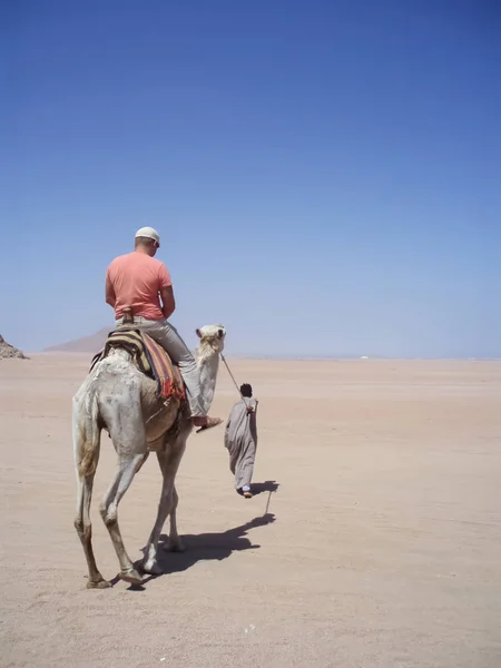 Indigène égyptien dirige un touriste sur un chameau dans le désert. Vue arrière . — Photo