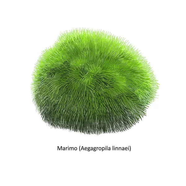 Aegagropila linnaei, känd som Marimo, bollen tång, Cladophora boll, sjön ball, Mossimo eller Moss bollar, arter av fintrådiga grönalger (Chlorophyta). Hand dras vektorillustration — Stock vektor