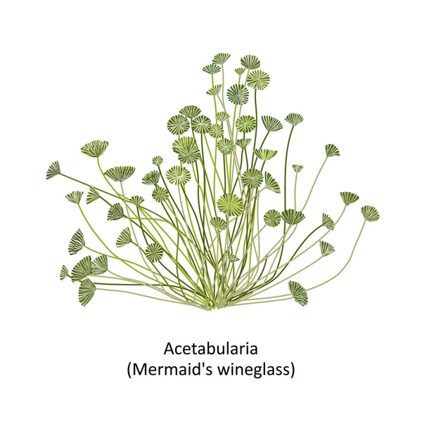 Handgezeichnete Vektor-Illustration von farbenfrohen Seegras-Acetabularia oder Meerjungfrauen-Weinglas, Gattung Grünalgen. isoliert auf weißem Hintergrund — Stockvektor