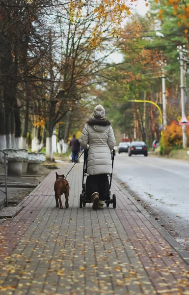 Madre joven caminando en la calle con un cochecito y un perro terrier toro, vista trasera. cambio de estación —  Fotos de Stock