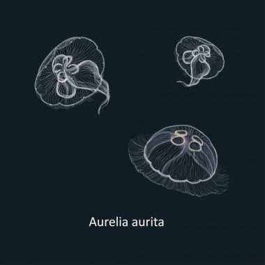 Çizilmiş vektör çizim de denilen ortak denizanası, ay denizanası, ay jöle veya daire jöle denizanası Aurelia aurita, el 