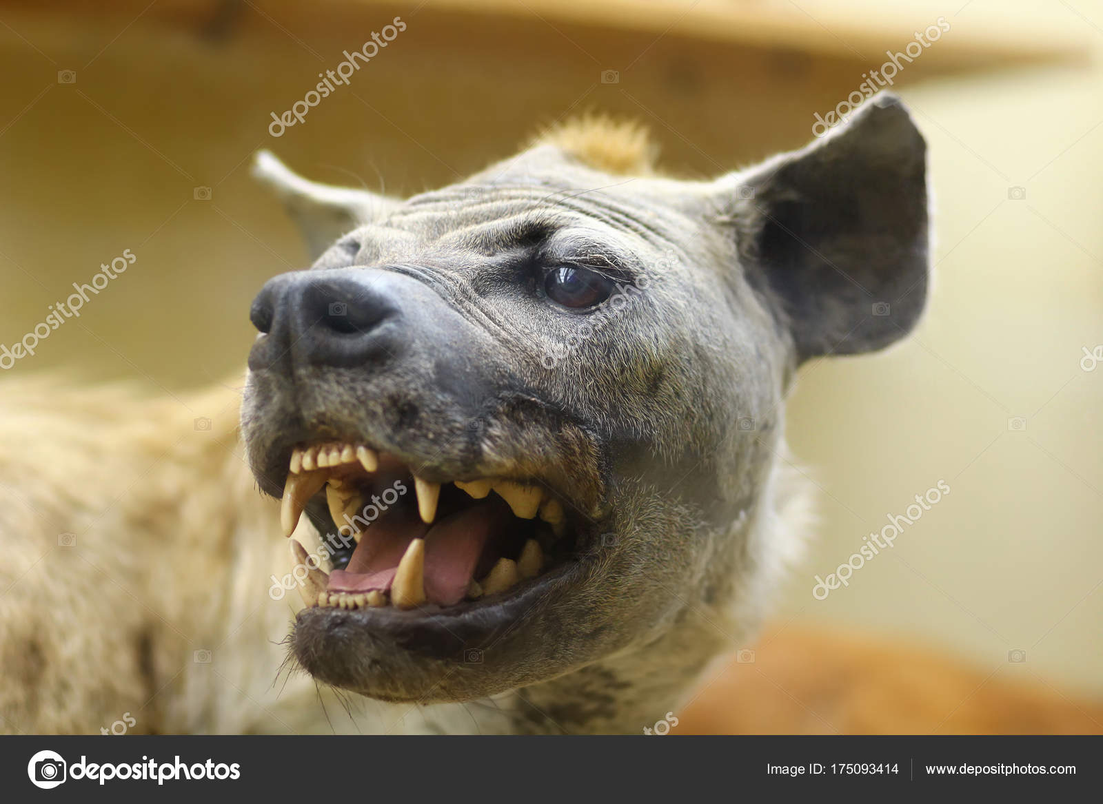 hyena stuffed animal