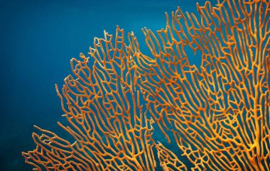 Turuncu yumuşak mercan Subergorgia sp veya Subergorgonia, deniz yaşamı, yakın sualtı arka plan
