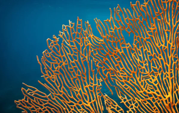 オレンジ色の柔らかいサンゴ Subergorgia Subergorgonia 海洋生物を水中背景を閉じる — ストック写真