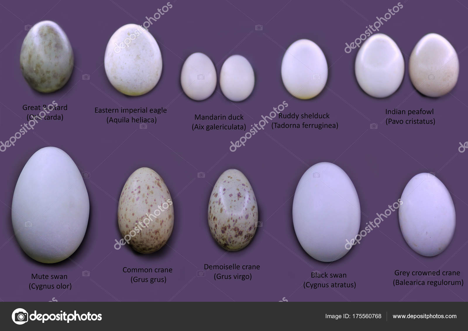 Set Different Type Birds' Eggs Violet Background Text Stock Photo by ©Mr_Ptica 175560768 Set Different Type Birds' Eggs Violet Background Text Stock Photo by ©Mr_Ptica 175560768