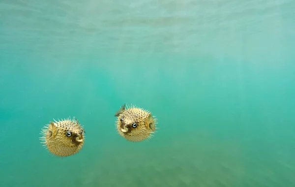 Zwei Porcupine Fish Auch Gemeinhin Als Kugelfisch Und Igelfisch Globefish — Stockfoto