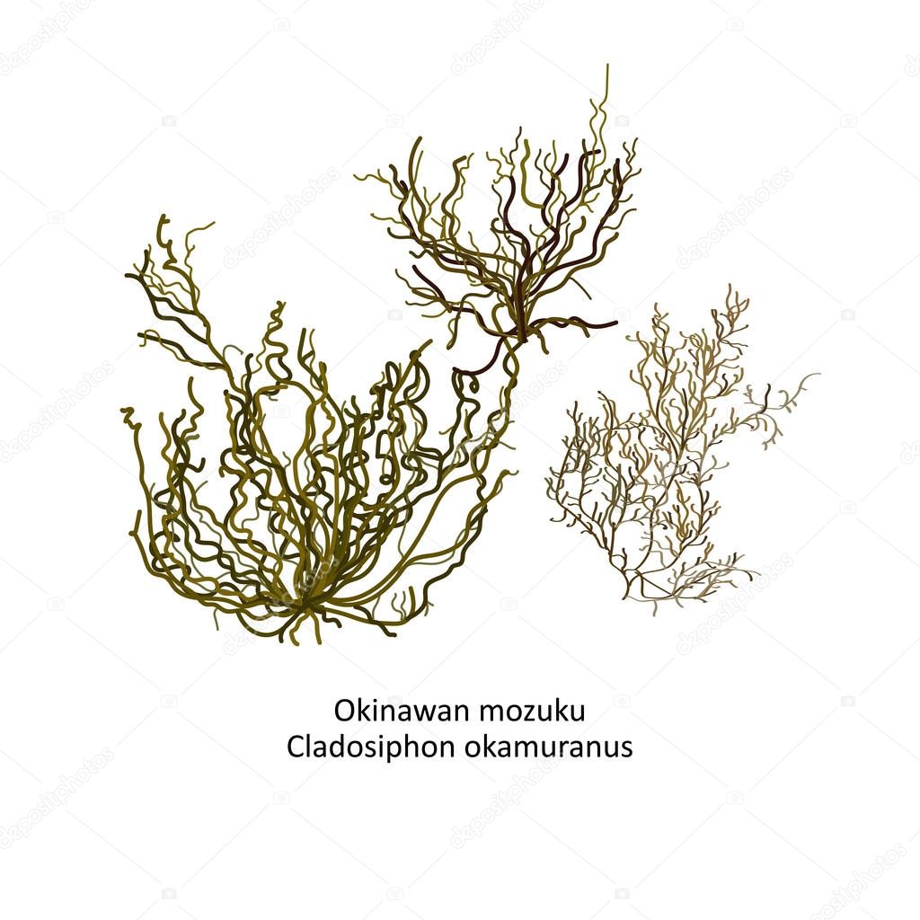 Hand drawn vector illustration of japanese Okinawan mozuku or Cladosiphon okamuranos, genus brown algae. Isolated on white background with latin script text