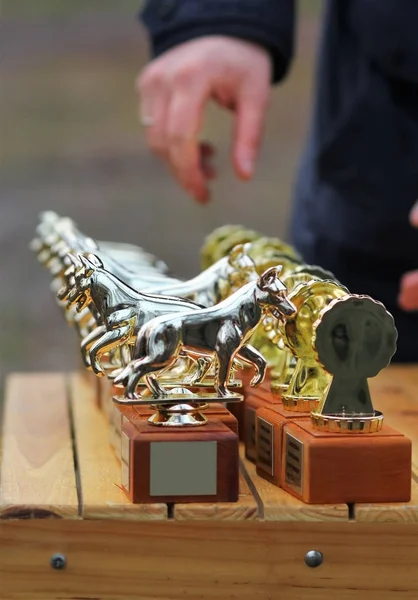 Fila Taças Troféu Ouro Para Competição Cães Letras Russas Dizendo — Fotografia de Stock