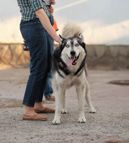 Komik Eğlenceli Kızak Husky Köpek Sahibini Yanındaki Kamera Bakıyor Dışarı — Stok fotoğraf